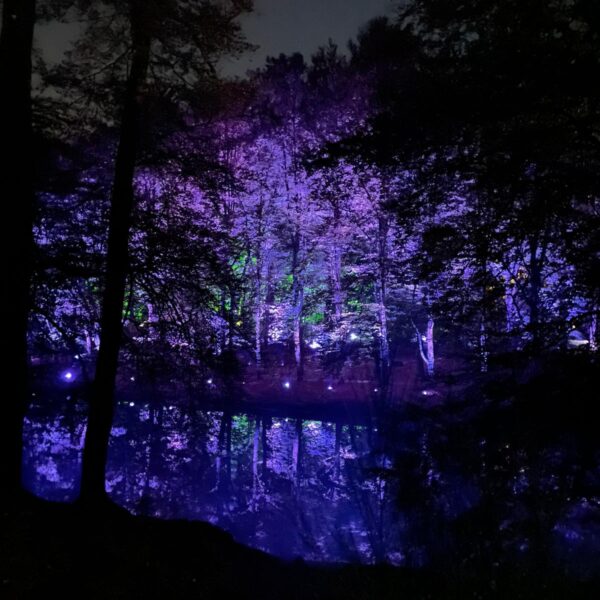 verlichting in een bos