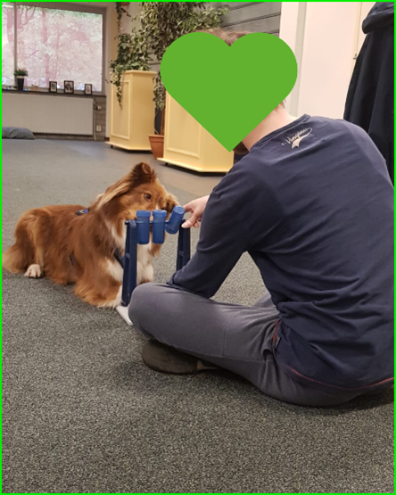 hondencoaching jongeren jongvolwassenen Youngster therapiehond